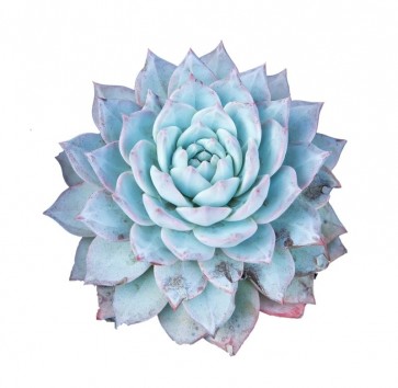 Succulent