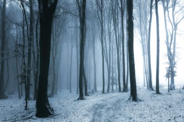 Romeo Delogu - Calm Winter Forest I