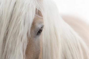 Horse - Don't make me angry