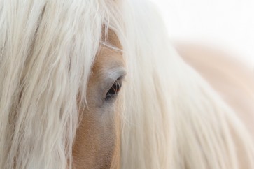 Horse - Don't make me angry