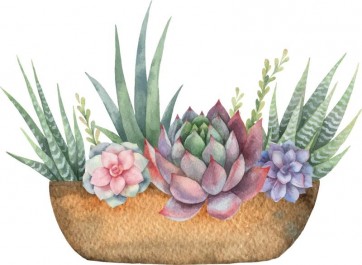 Succulents