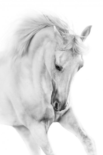 Horse - Running - First in Line
