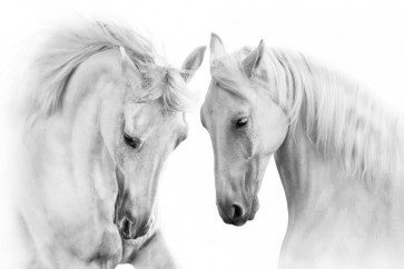 Horse - Nice Encounter