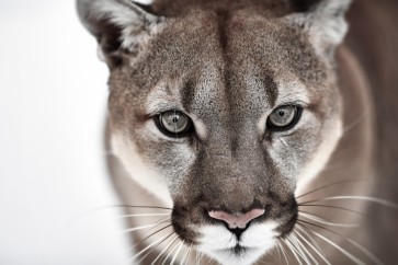 Cougar - Tracking The Pray