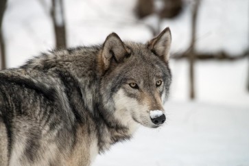 Wolf - Something on Your Nose