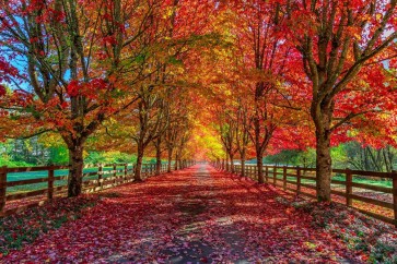 Bernardino Milano - Country Road - Take Me Home