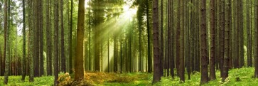 Romeo Delogu - Summer Sunrise In Forest I