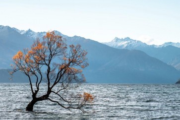 Josh Zdeslav - The Lone Tree In Autumn