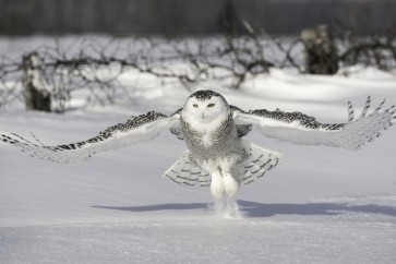 Snowy Owl - Cold Take Off