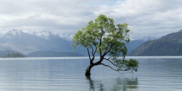 Josh Zdeslav - The Lone Tree In Spring