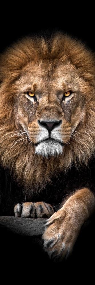 Lion - Out of the Dark
