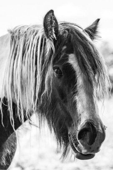 Horse - Hairy Friend
