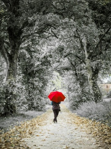 Lindy Baldo - Red Umbrella On Forest Street