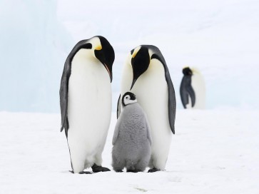 Penguin - Family