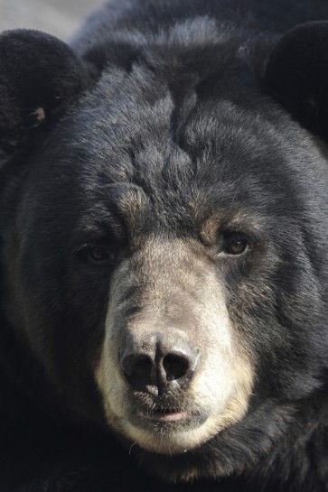 Bear - Good Morning