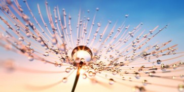 Torhild Adrijana - Droplets on Petals I