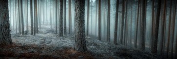 Romeo Delogu - Winter is Coming