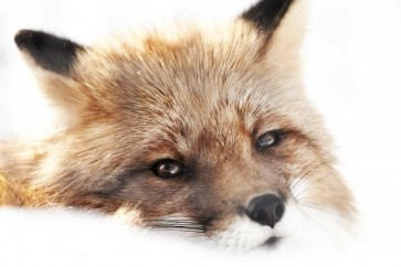 Fox - Peaceful Swiper