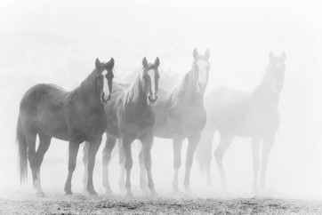 Horses - Line Up