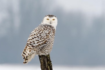 Owl - Sitting On Tree Trunk In Winter Scene