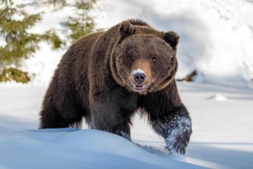 Bear - Having A Walk Through The Snow