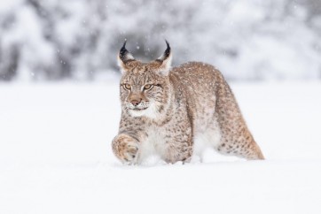 Lynx - Walking Through Snow