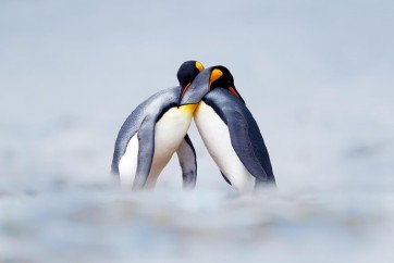 Penguin - Love