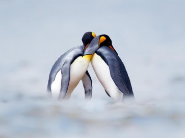 Penguin - Love