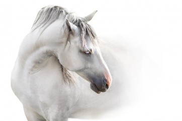 Horses - Flirt I
