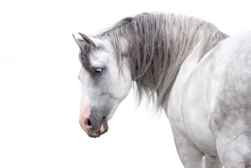 Horses - Flirt II