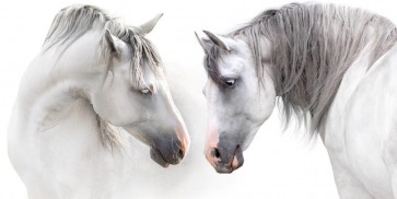 Horses - Flirt III