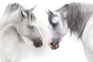 Horses - Flirt IV