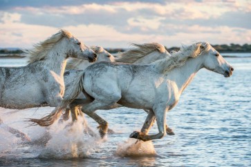 Horses - Morning Race