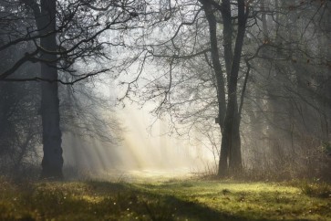 Vaso Fahriye - Morning Clear Up In The Forest