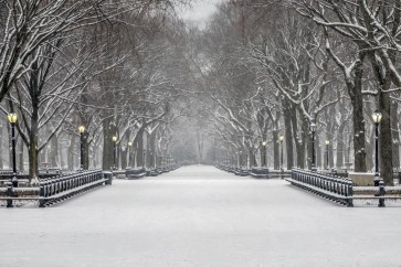 New York - Central Park - Lonely Snowy Walk