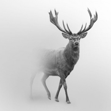 Foggy Wildlife - Caribou