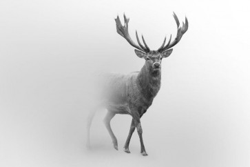 Foggy Wildlife - Caribou