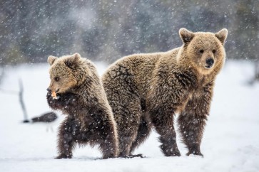 Bear - Mama And Son In Snow