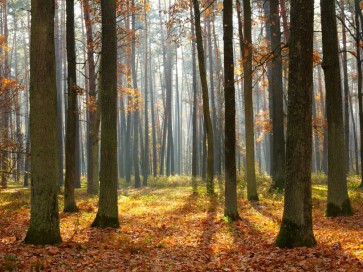Romeo Delogu - Fall Sunrise In Forest II