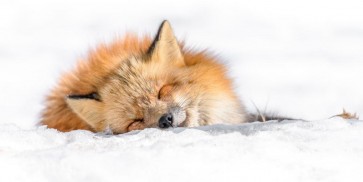 Fox - Nap time II