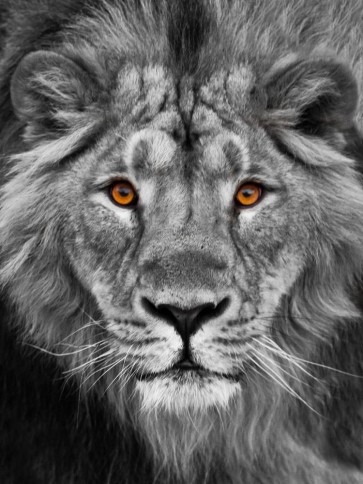 Lion - Staring Contest