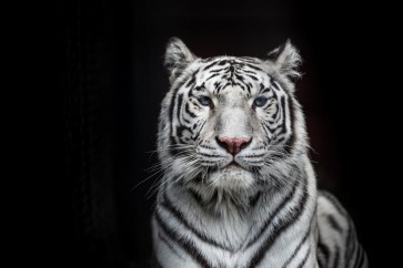 Tiger - Bleached Bengal - White Out of the Dark I
