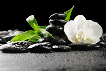 Omar Olavie - Orchids out of the Darkness
