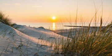 Luis Bond - Beach Dunes and Sea Oats