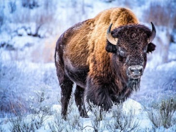 Bison - Standing Tall
