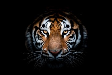 Tiger - Out of the Dark