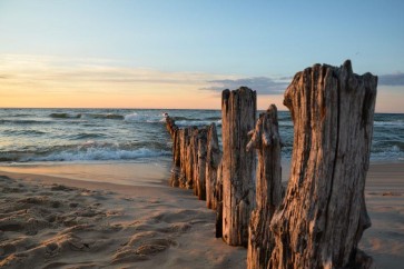Luis Bond - Beach Dunes and Sea Oats