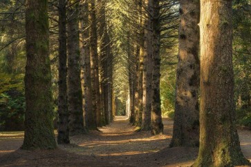 Theodor Climacus - Shadowy Forest