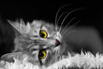 Cat - Let Me Rest
