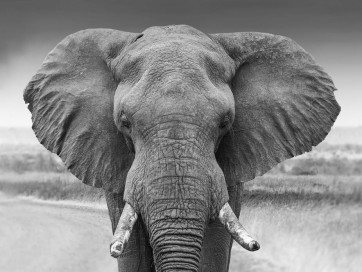 Elephant - Staring Contest